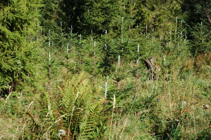 Zabezpieczanie upraw przed zgryzaniem